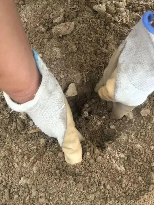 芍药花什么时候开花（芍药种植方法和时间）