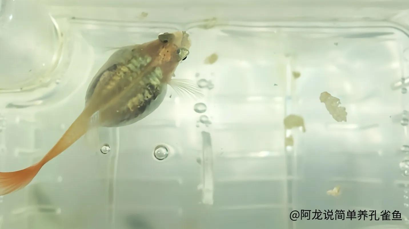 孔雀魚生小魚前兆圖解怎麼看出孔雀魚懷孕了