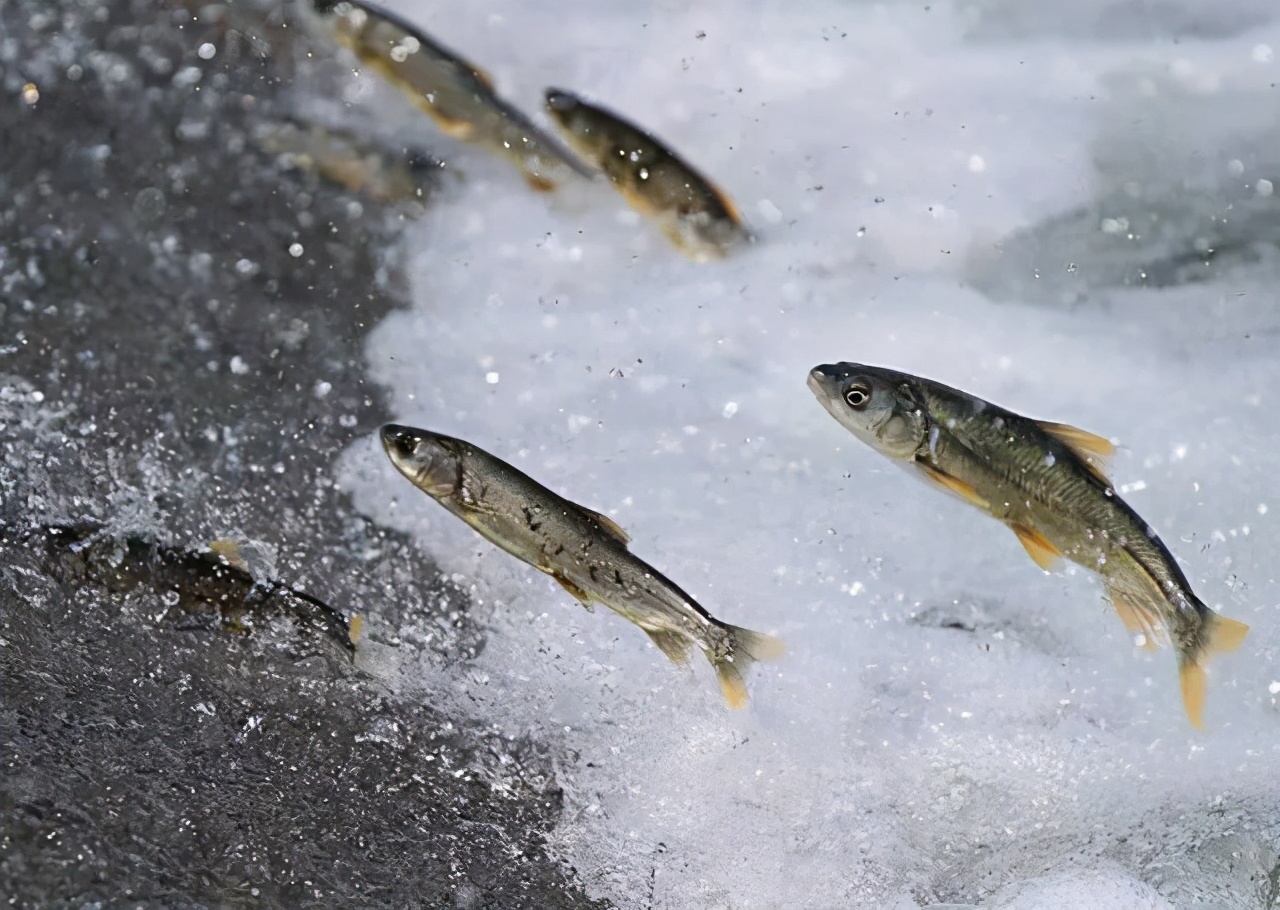 "怒吼"的高原裸鲤:西藏5亿公斤无人吃,在青海却挽救了数万人