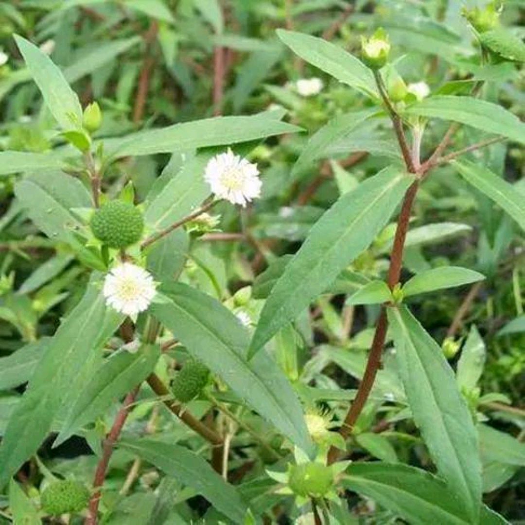 常富中药材_常富中药材 墨旱莲 旱莲草 新货片状无杂质 常年大量现货 现货 - 阿里巴巴