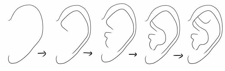 漫画简单五步耳朵画法侧面耳朵画法步骤