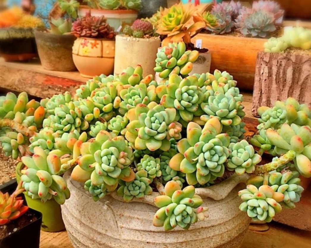 6种普通多肉,好养又漂亮,容易养爆盆