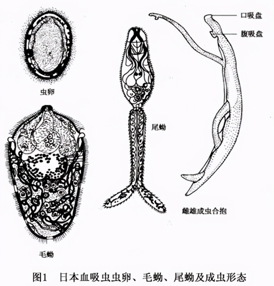 “瘟神”血吸虫：接触皮肤就能寄生！人类能彻底消灭它吗？