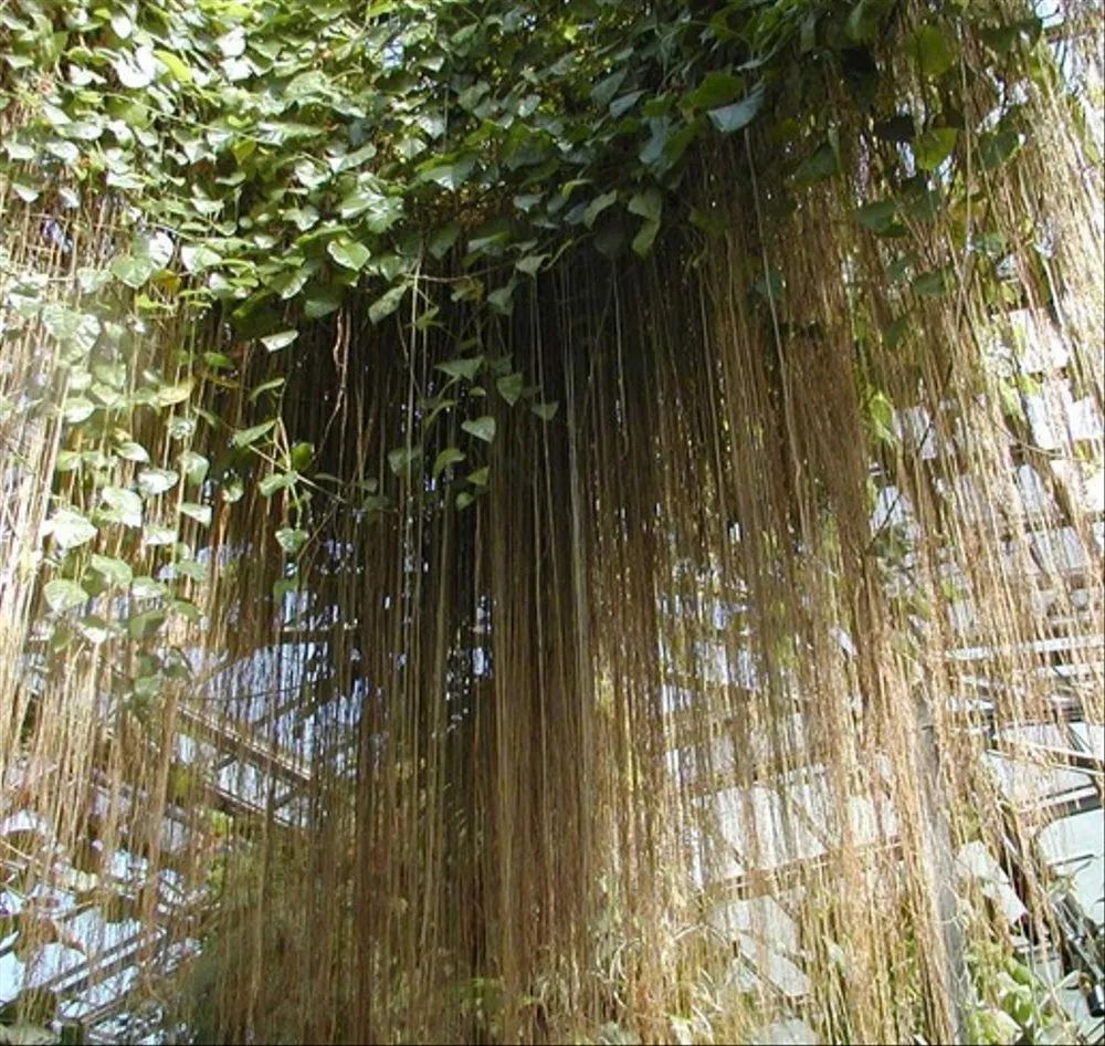 7种叶子特别有质感的室内观叶植物,叶脉凹陷,大多是网红植物
