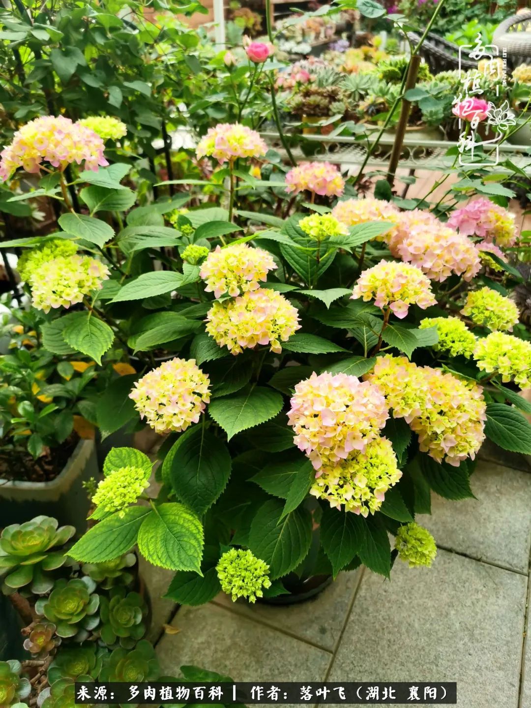 多肉和繁花相映,楼顶花园四季花开,令人沉醉