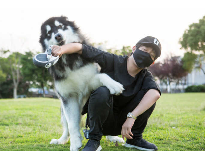 推薦7款適合男孩子飼養的狗狗，特別是最後一種