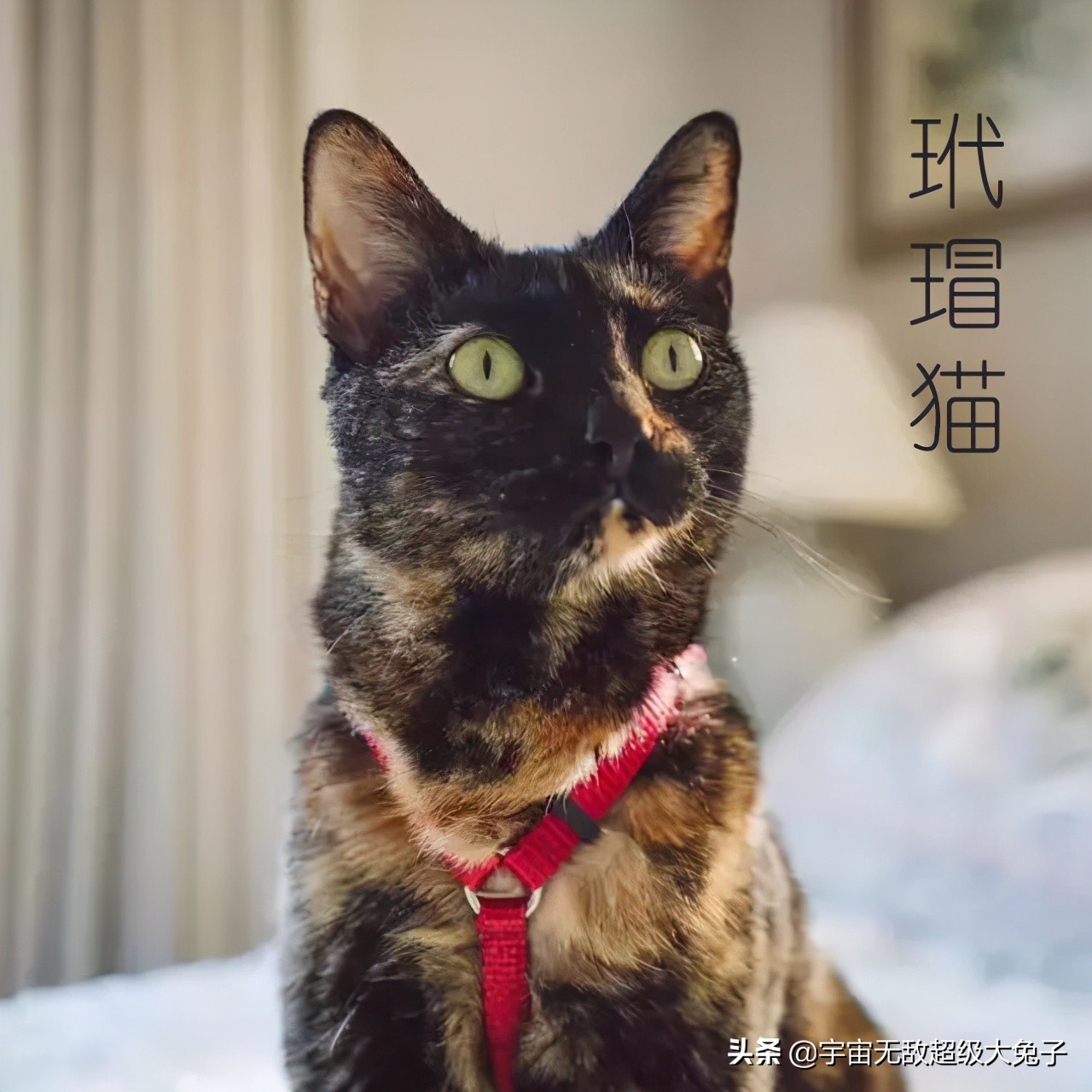 三花貓vs玳瑁貓 都是黑白橘混色 玳瑁貓混出醜萌效果 天天看點
