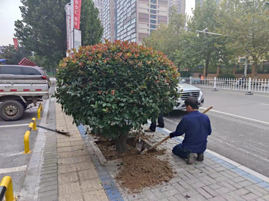 漯河： 115棵石楠 “搬家”添新“风景”