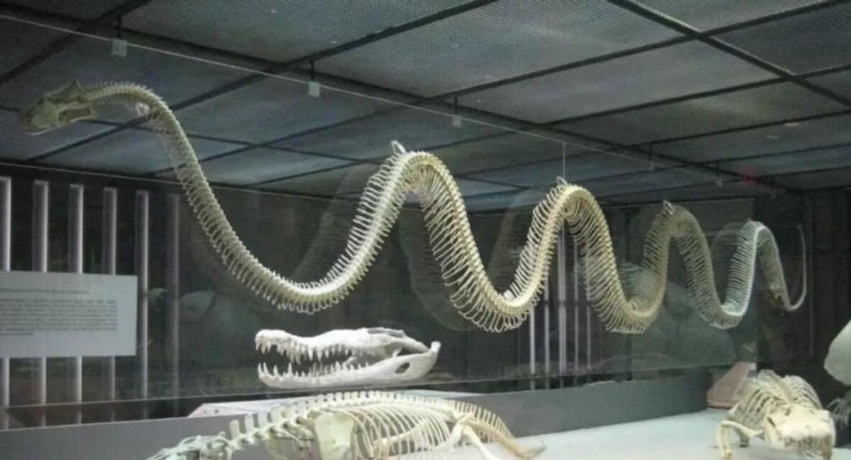 云南省发现5米巨蟒，蛇龄或达二三十年！这种巨蟒国内可以养吗？