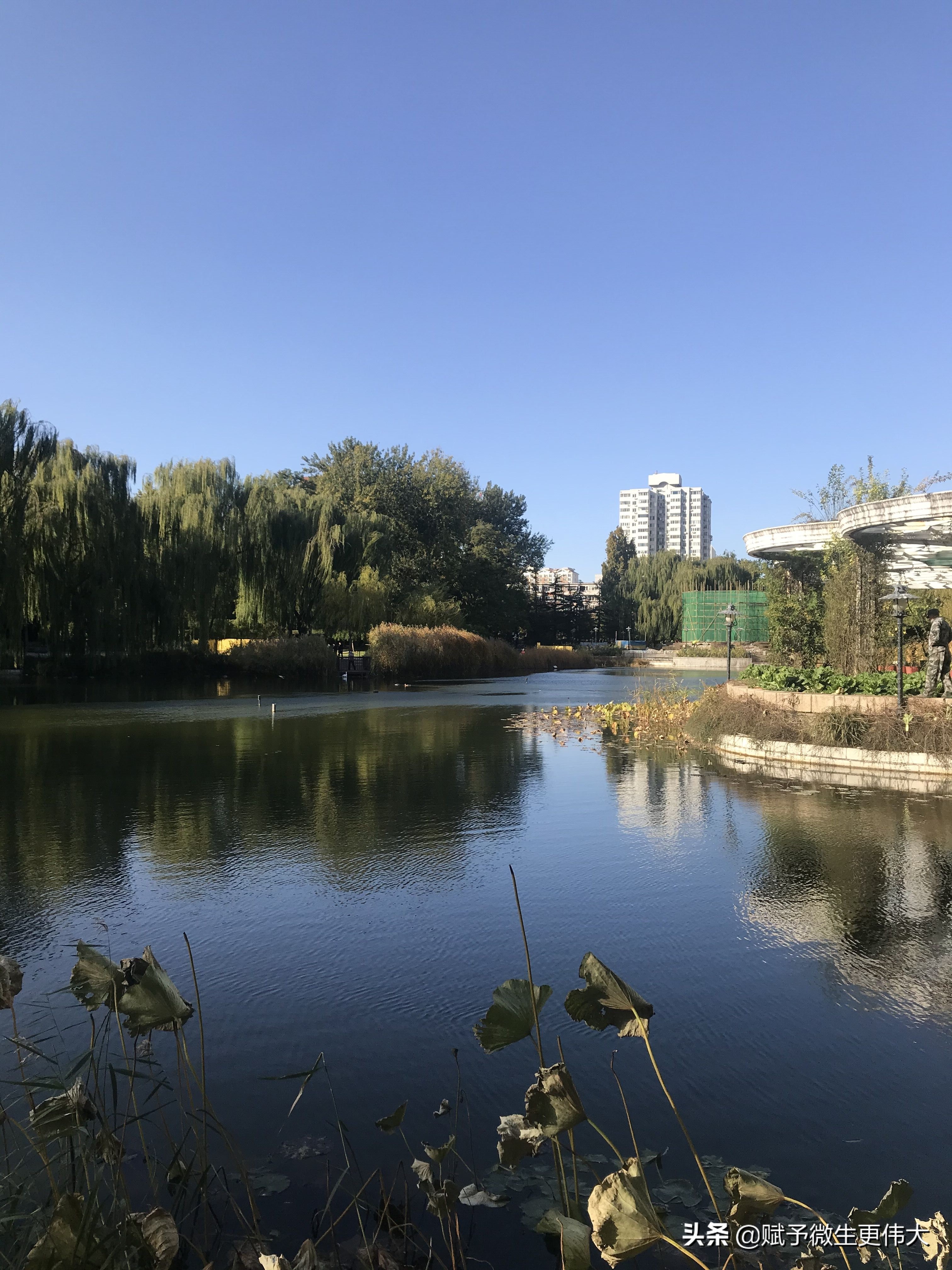 秋草吟——坐看云天去，近观秋水明
