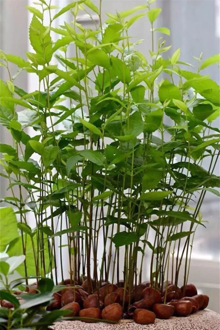 红薯板栗除了吃还能用来当景观！好百邻保洁阿姨这招太实用了