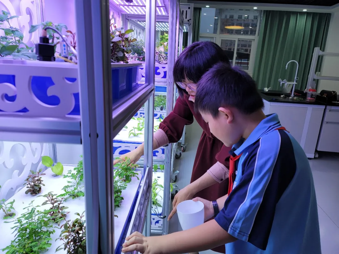 点赞！丰泽这所学校深耕细作，让中医药文化在校园中扎根绽放