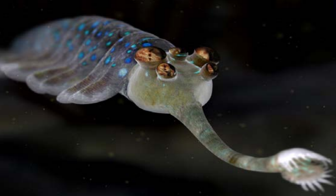 了此劫,进化成了一种能够捕捉其他的水生动物的水蝎·「欧巴宾海蝎」