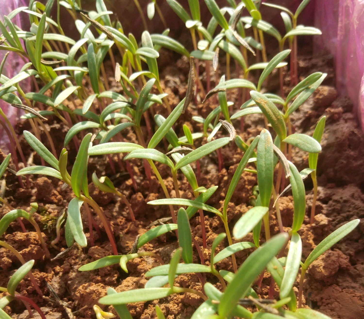 播种一次可以连续开很多年,种子自然脱落来年又可以再次发芽,波斯菊对