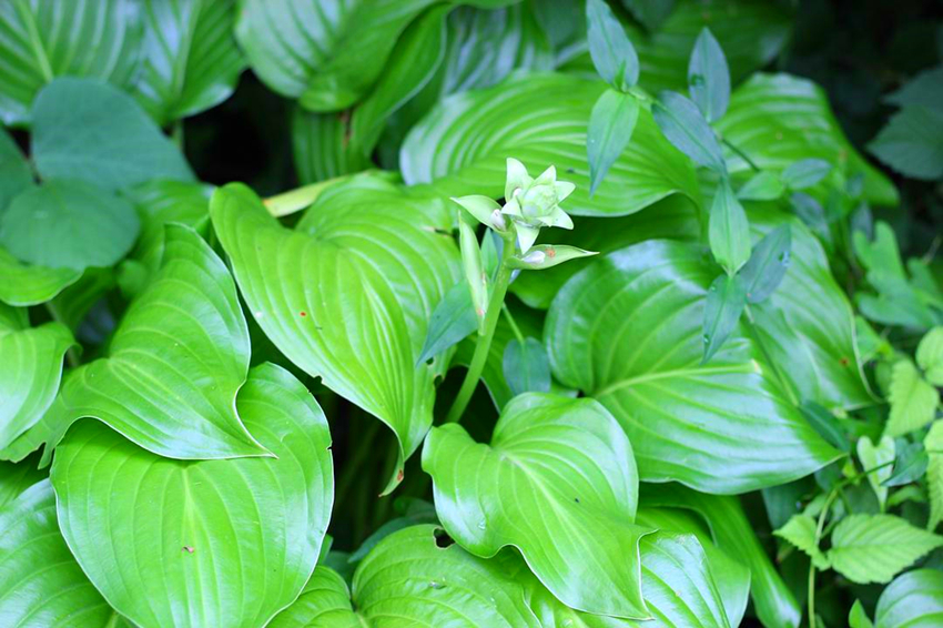 北阳台养什么花好?6种习性适合北阳台的植物,推荐给你