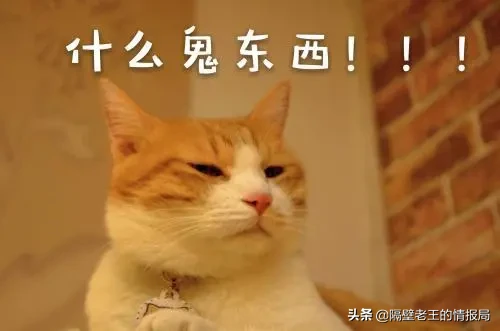 隔壁老王的猫咪情报|关于猫咪生产你知多少?不要再手足无措了