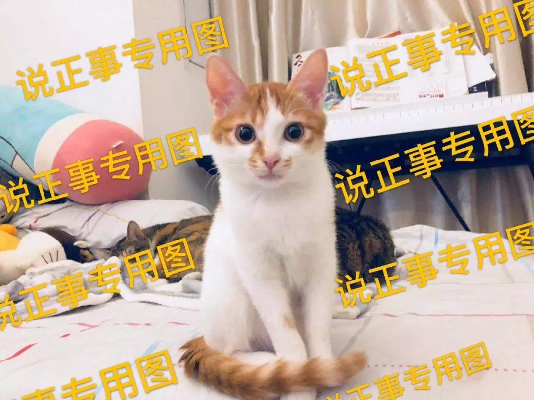 猫传腹成因揭秘：如何有效预防这一致命疾病