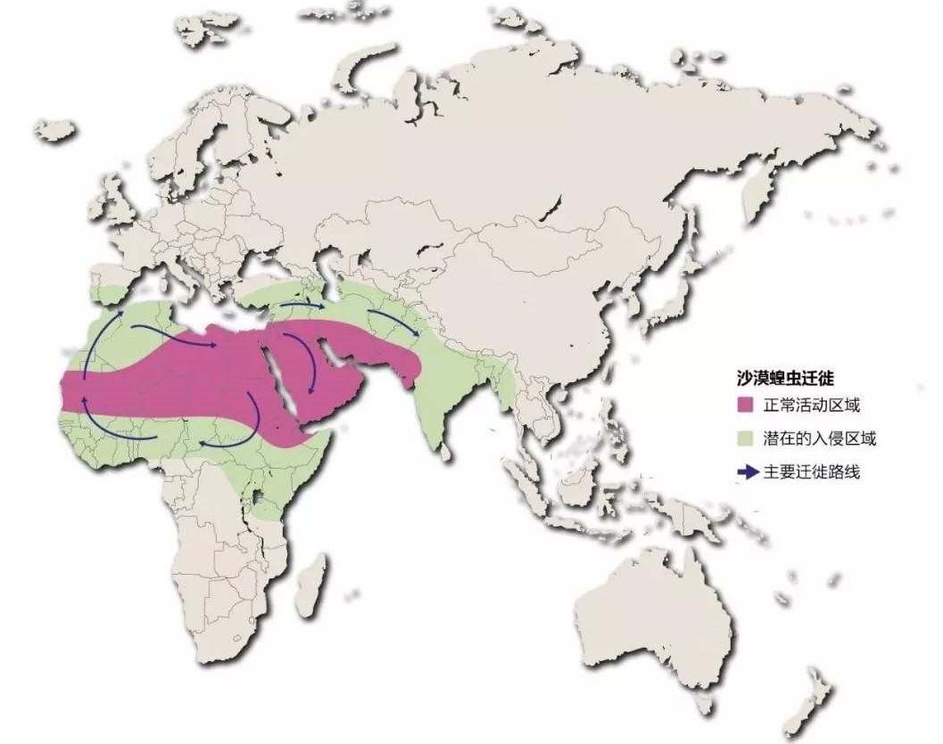 如果“沙漠蝗虫”想要进入我国，新疆、西藏和云南地区是主要方向