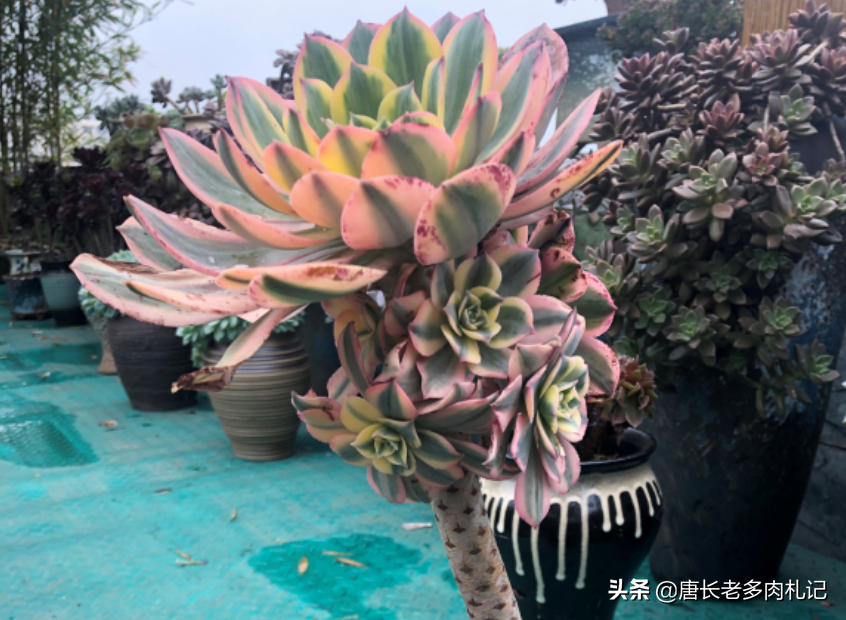 多肉灿烂法师每年夏天叶片都会干枯然后烂掉,究竟该怎么来养啊?