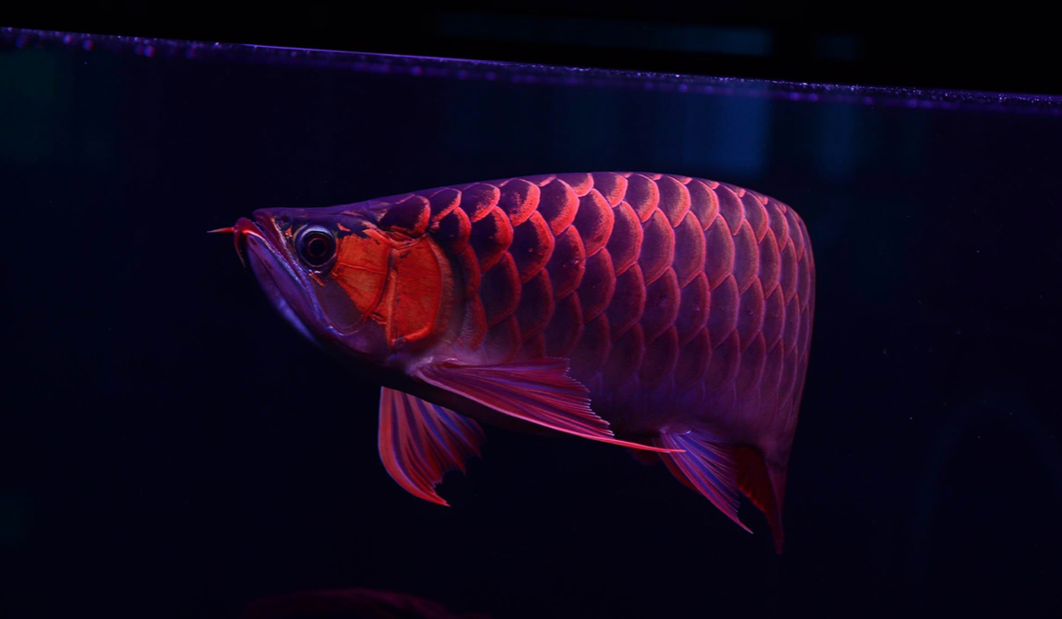 金头金龙鱼怎么养最佳精心整理