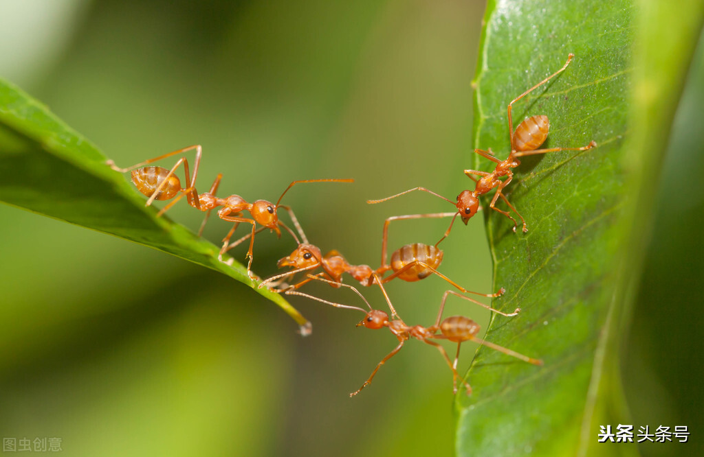 蚂蚁酒的功效与作用，蚂蚁的屁股分析？