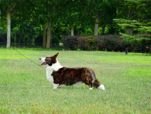 每天 卡迪根威尔士柯基犬的狗 天天看点