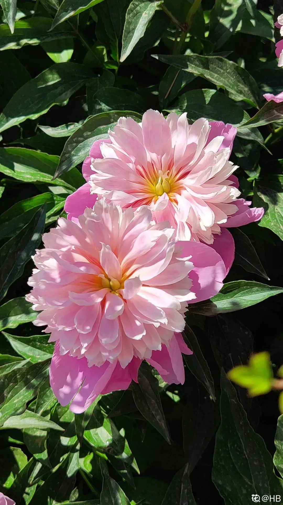 芍药花什么时候开花（芍药种植方法和时间）