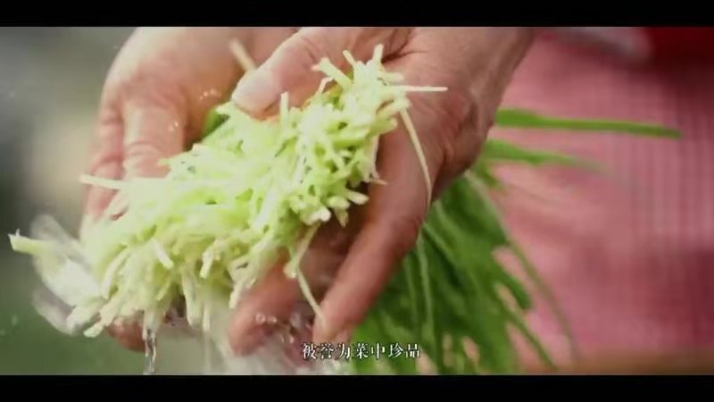 最干净的0农残韭菜，你吃过吗？