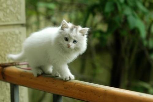 拽猫尾为啥会“拉稀”？阴天为什么猫咪爱洗脸？了解下猫咪感官