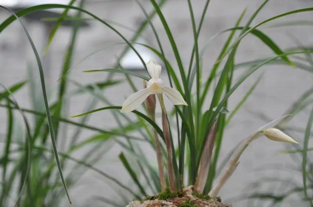 兰花最全养护要点，一年四季绿油油，开花还能香满屋