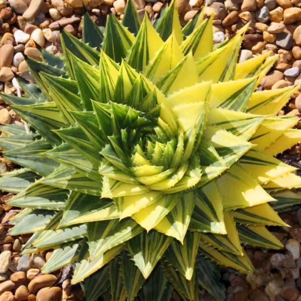 旋转芦荟女王怎么养小技巧干货