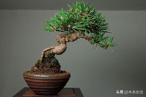 “好养活”的五大木本盆栽