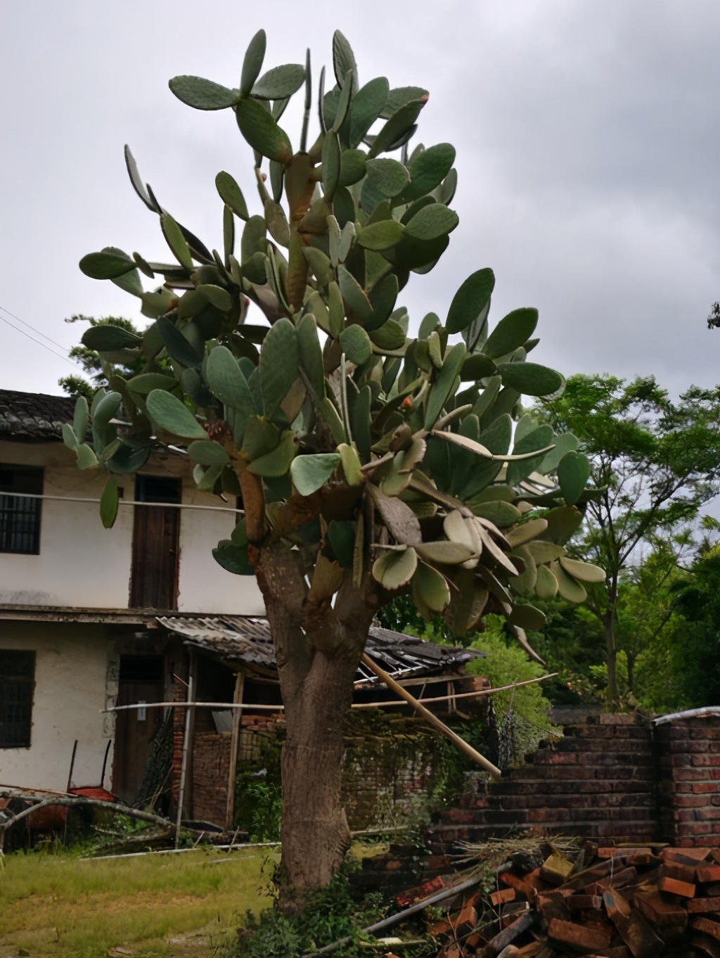 院子里种棵"仙人树",花开香气飘飘,果熟收获满满