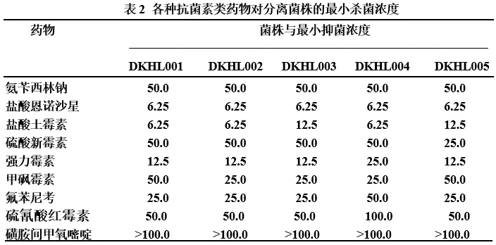 加州鲈养殖常见溃疡病,正确处理方法你知道吗?这则案例值得一看