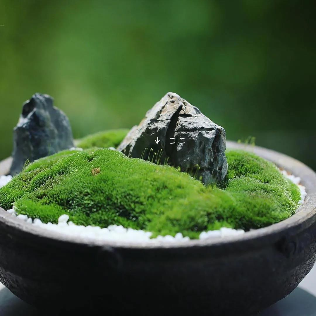 醉美青苔！
