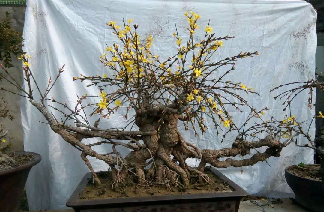 买了一盆带花苞的迎春花盆景,别过度养护,满盆是花不消苞