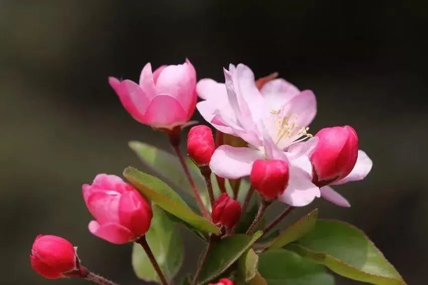 如何分辨桃花,杏花,梨花,梅花,櫻花,李子花,海棠花