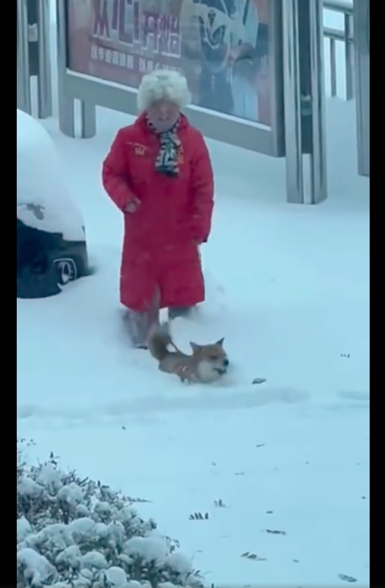 路面上都是积雪，狗狗帮老奶奶开路往前走，养狗千日用狗一时啊