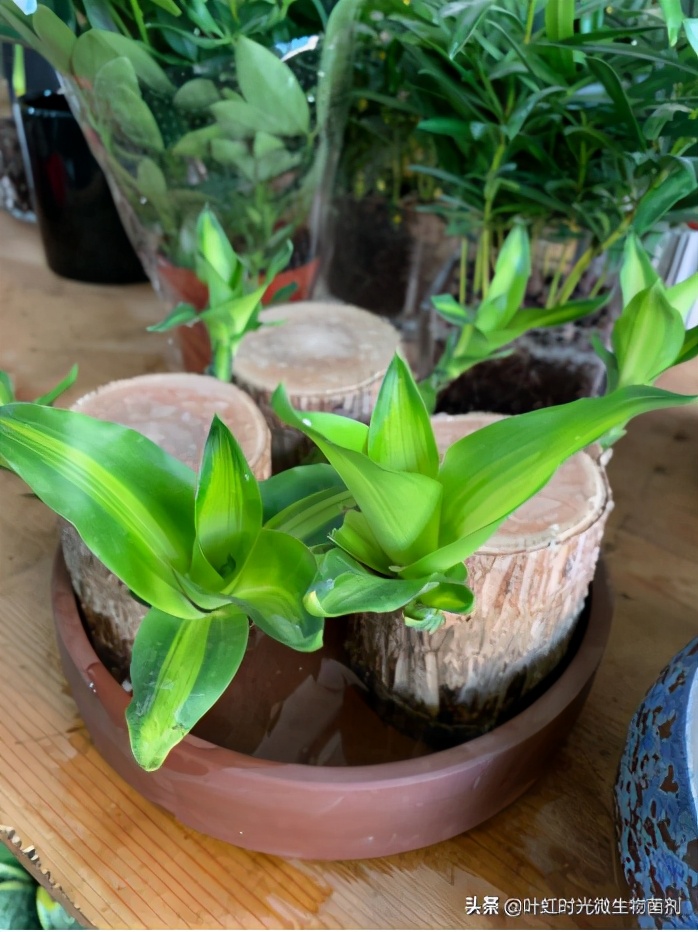 巴西木水培巴西木水培的养殖方法和注意事项