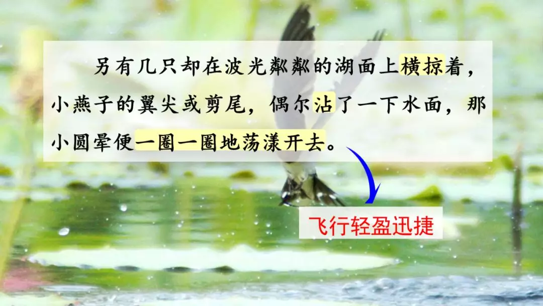 部编版三年级语文下册第二课《燕子》知识点及课堂测试题
