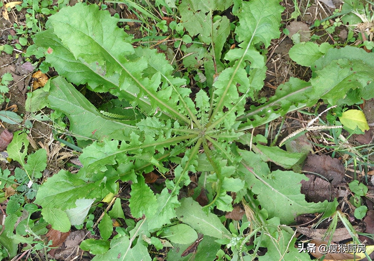 40種野菜圖片大全,教你認識不同的野菜和吃法,你想要的野菜都有