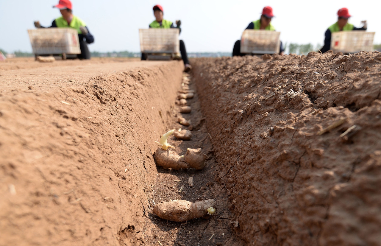 明年想要种植生姜的朋友,这份生姜种植方法大全,拿走不谢