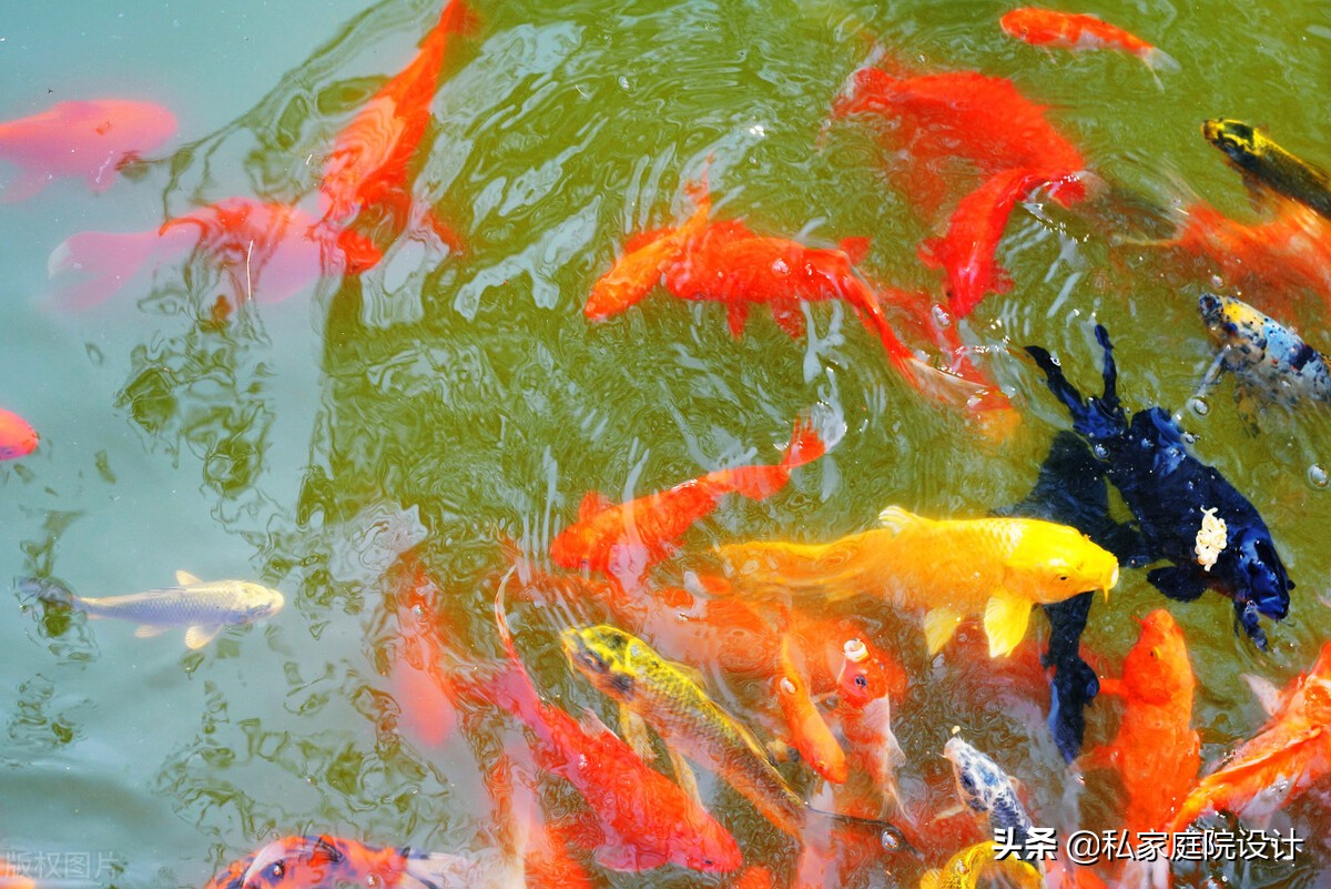 私家庭院设计——庭院锦鲤鱼池如何施工？