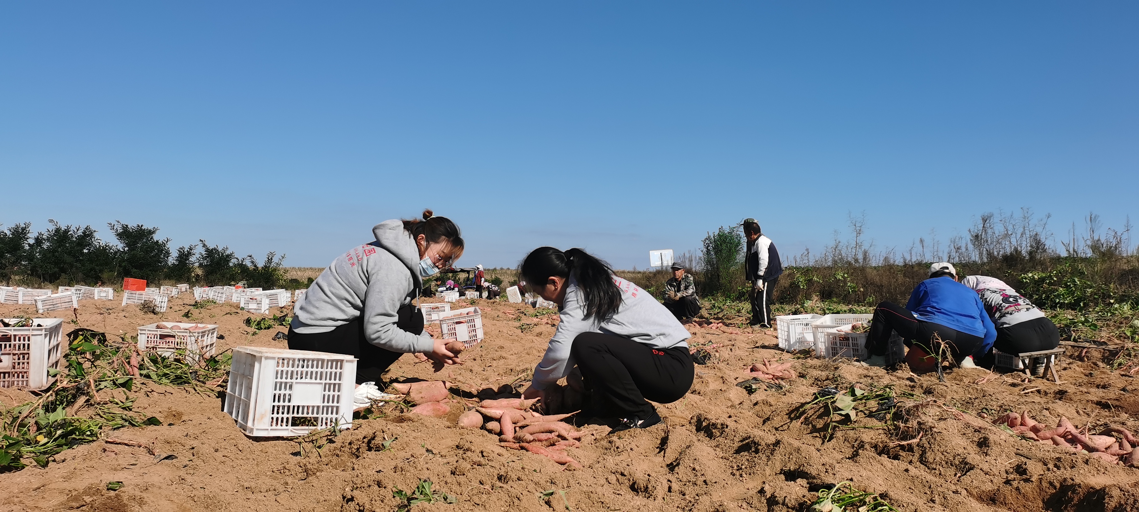 烟台蜜薯成长为“甜蜜”产业！全国种植面积突破400万亩