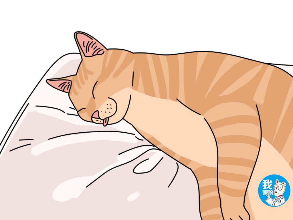猫咪睡觉的时候发抖，是不是有啥？反倒是可能说明它睡得正香