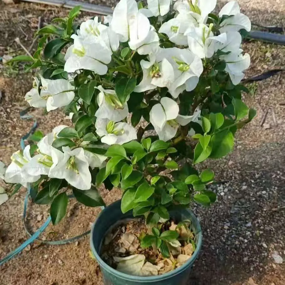 喜歡三角梅的花友千萬別錯過這幾個品種,開花超勤一年開好幾茬