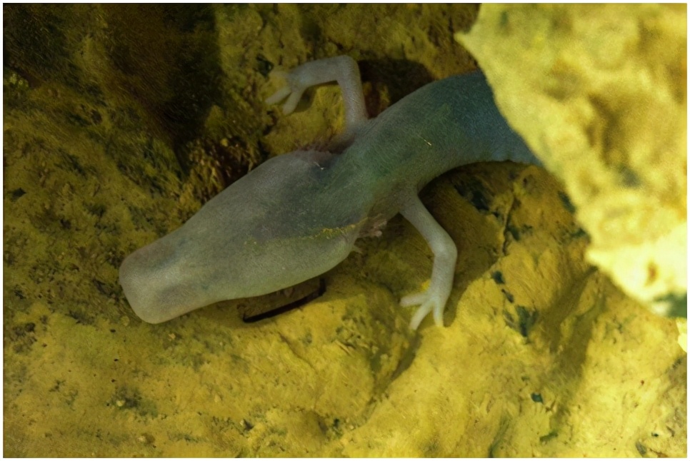 最像龙却又最懒的生物洞螈，可以7年一动不动，交配期长达12.5年