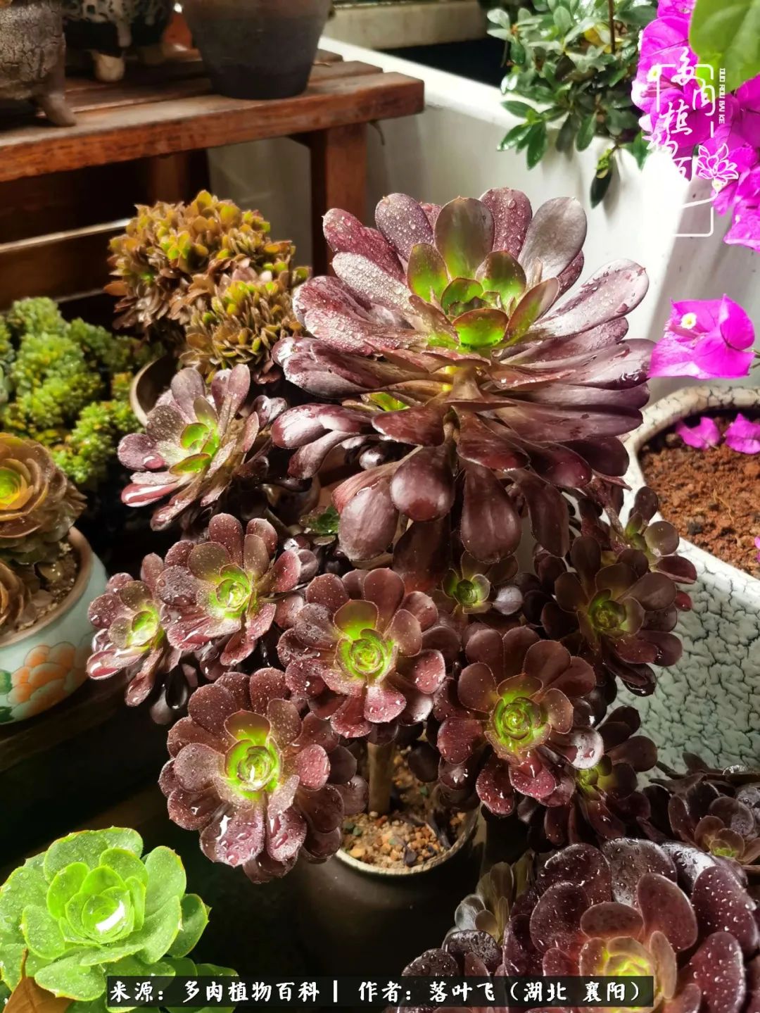 多肉和繁花相映,楼顶花园四季花开,令人沉醉
