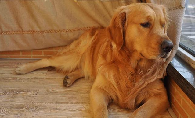 金毛犬寿命只有12-15岁，有这五个特征的它，已经算老狗了！