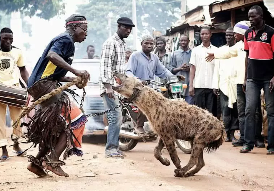 战斗力很强的斑鬣狗，为何会被非洲人强制街头卖艺，不服打到服？